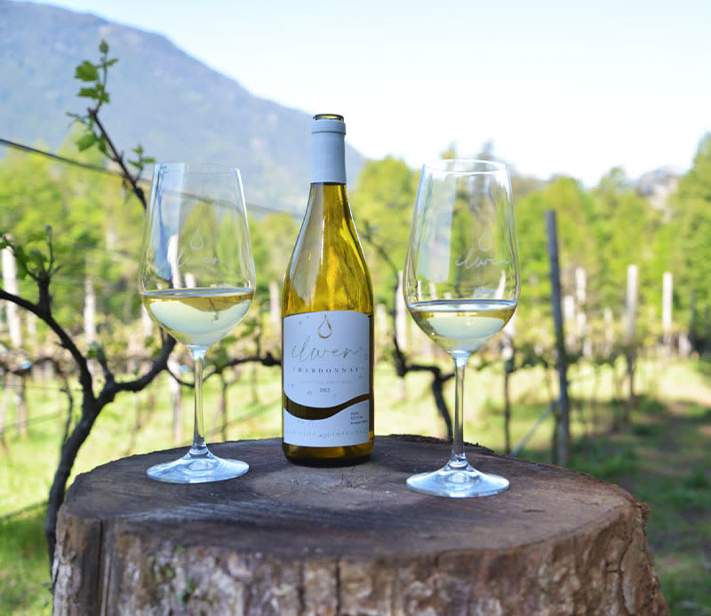 Una botella de Ilwen Chardonnay con dos copas servidas, sobre un tronco en el viñedo