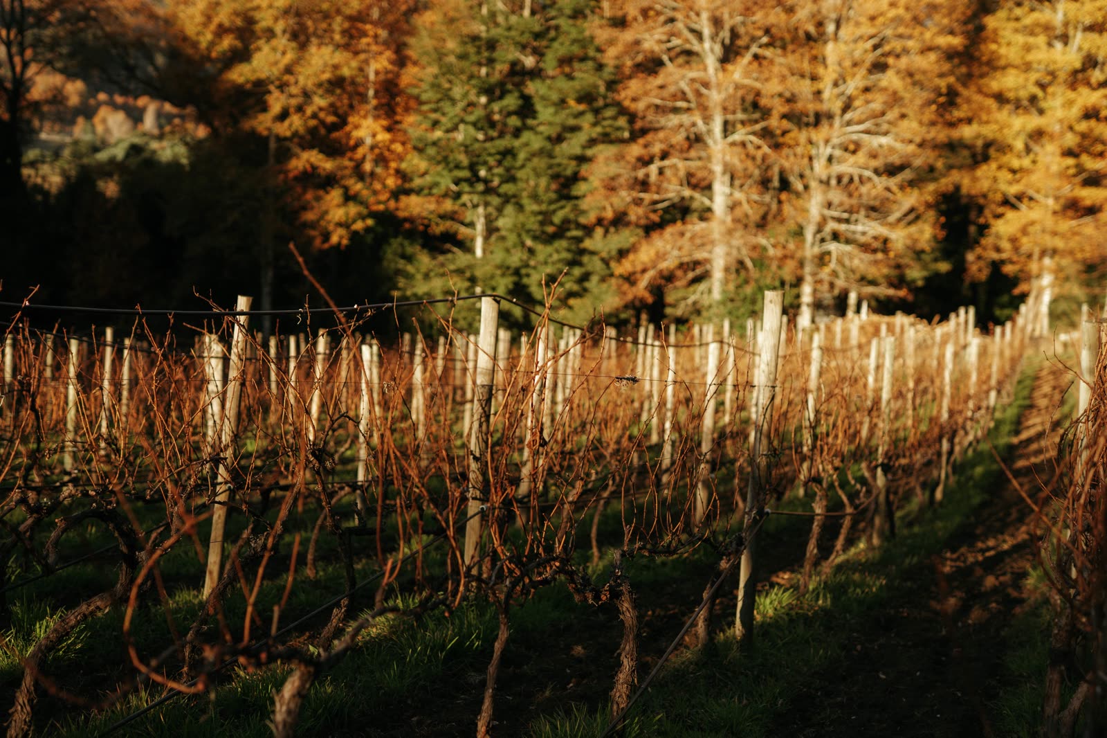El viñedo en otoño, al final de la temporada de cosecha